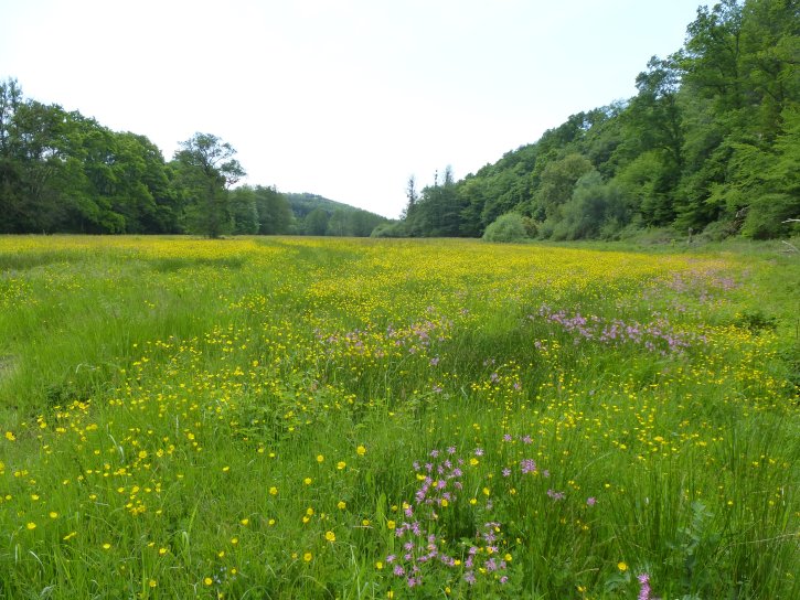 image Prairie_en_fleurs.jpg (5.2MB)