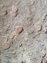 image Fossiles_crinodes.jpg (0.2MB)